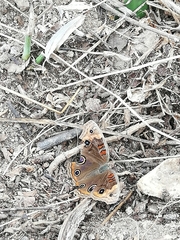 Junonia nigrosuffusa