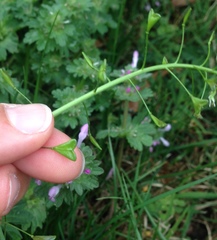 Capsella bursa-pastoris