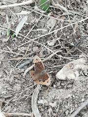 Junonia nigrosuffusa