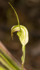 Pterostylis decurva