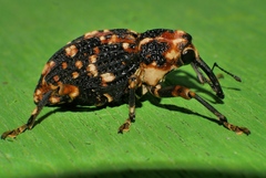 Orphanistes eustictus