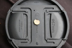 Panellus luxfilamentus