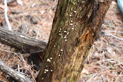 Panellus luxfilamentus