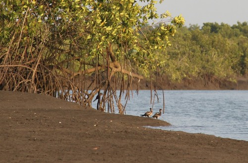 Reed Cormorant