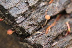 Mycena kuurkacea