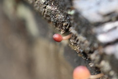 Mycena kuurkacea