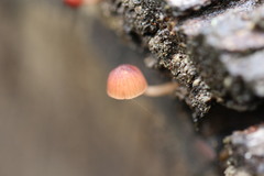 Mycena kuurkacea