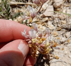 Astragalus lotiflorus
