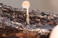 Mycena kuurkacea