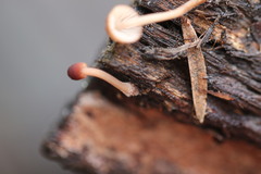 Mycena kuurkacea