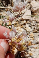 Astragalus lotiflorus