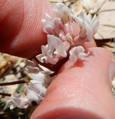Astragalus lotiflorus