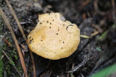 Suillus salmonicolor
