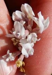 Astragalus lotiflorus