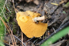 Suillus salmonicolor