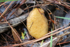 Suillus salmonicolor