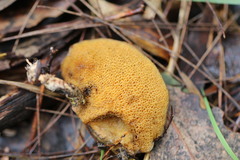 Suillus salmonicolor