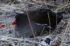 Gallinula chloropus