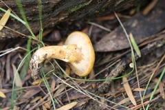 Suillus salmonicolor