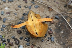 Suillus salmonicolor
