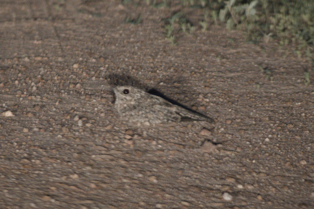 Pygmy Nightjar