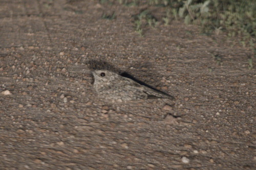 Pygmy Nightjar