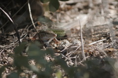 Ameivula ocellifera