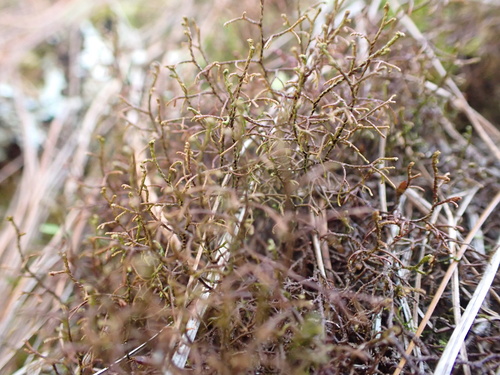 Frullania brasiliensis