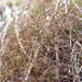Frullania brasiliensis - Photo (c) Dan Tucker, some rights reserved (CC BY-NC), uploaded by Dan Tucker