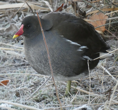Gallinula chloropus