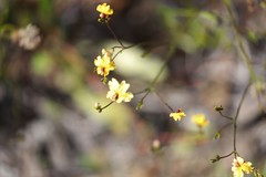 Goodenia trinervis