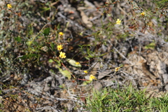 Goodenia trinervis