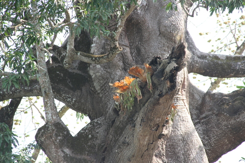 triangle staghorn fern