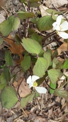 Jeffersonia diphylla
