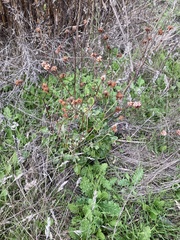 Eriogonum grande