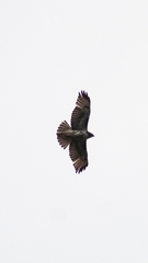 Buteo ventralis