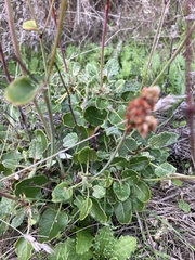 Eriogonum grande