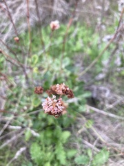Eriogonum grande