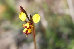 Diuris laxiflora