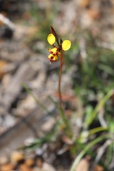 Diuris laxiflora