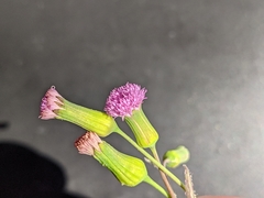 Emilia sonchifolia image