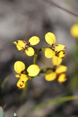 Diuris laxiflora