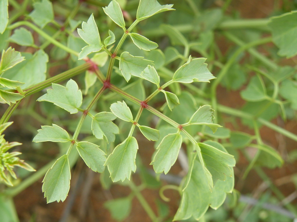 Cyphostemma sulcatum, Bojanala, South Africa