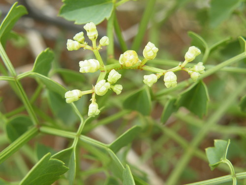 Cyphostemma sulcatum