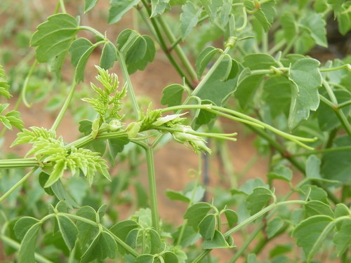 Cyphostemma sulcatum