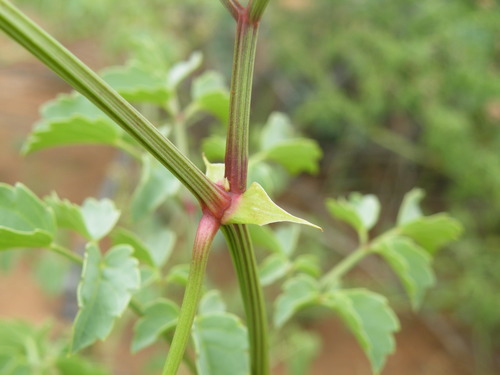 Cyphostemma sulcatum