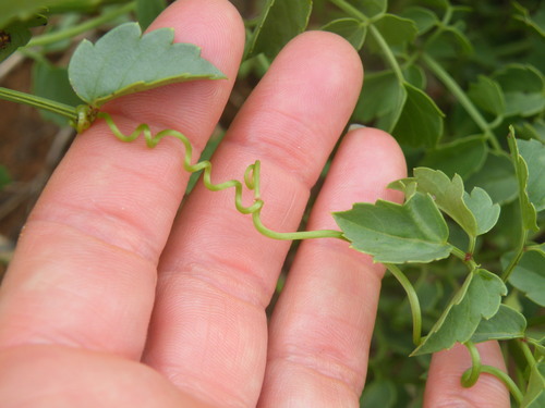 Cyphostemma sulcatum