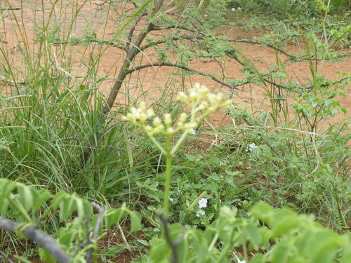 Cyphostemma sulcatum