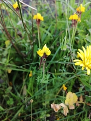 Linaria amethystea multipunctata