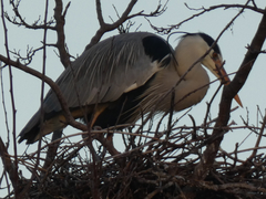 Ardea cinerea